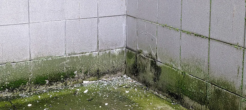 Damp External Walls